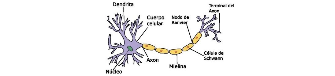 Sistema Nervioso