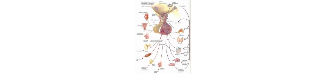 Sistema Endocrino