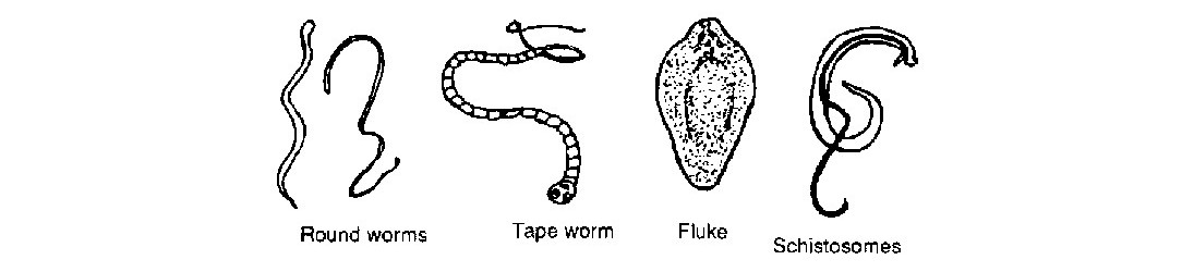 Antiparasitarios Internos