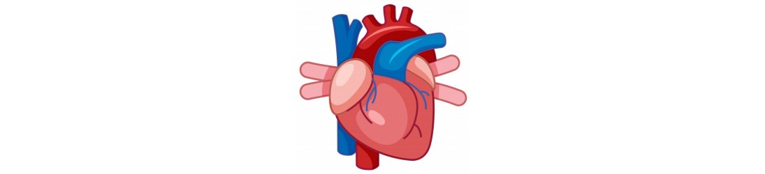 Sistema Cardiovascular