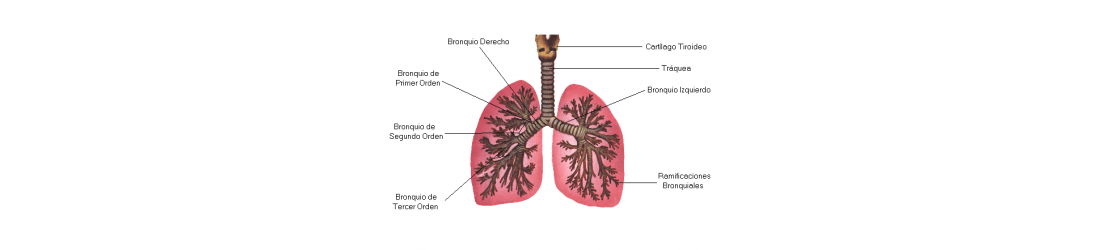 Sistema Respiratorio