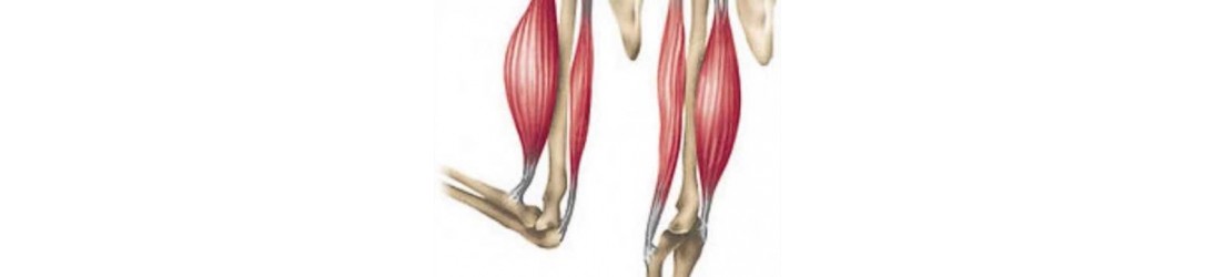 Sistema musculoesquéletico